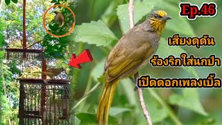 เสียงนกกรงดอกแตงEp.46 นกต่อเจ้ามณี เปิดดอกเพลงเบิ้ล!! ร้องริกใส่นกป่าSuara merbah lekir|Birds sounds