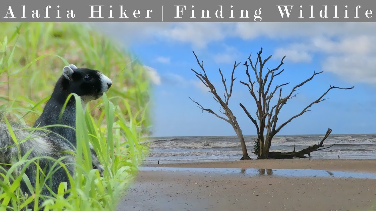 Botany Bay Plantation Heritage Preserve Driving Tour YouTube