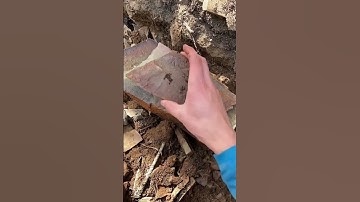 Revealing A Beautiful Trilobite Fossil!