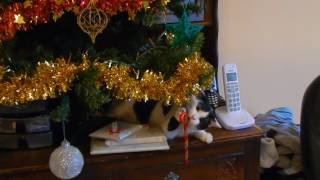 The wonder of Christmas