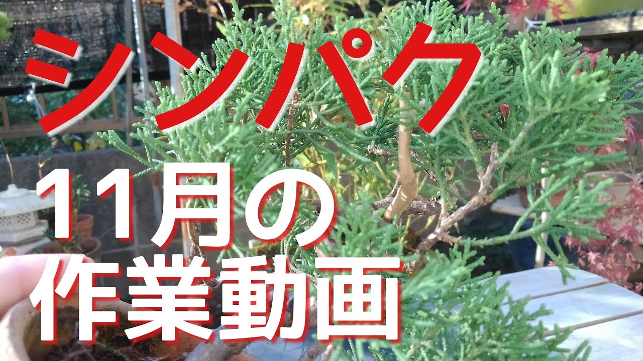 シンパク 11月の作業動画 - YouTube