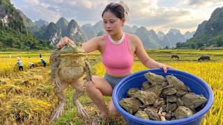 Harvesting Tons of Giant Frogs in the Rice Fields for Market Sale - Rural Life | Thương - Bushcraft