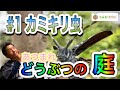 あつまれどうぶつの庭 お庭に集まる生き物を紹介。リアルあつ森、第1回目はゴマダラカミキリ。お庭の植木に悪さをする嫌われ者のカミキリムシをカッコよく動画撮影。ちびっ子から大人まで楽しめる動画です。