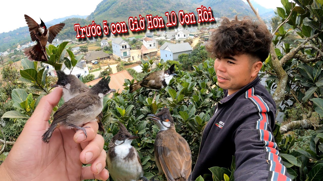 Thăm Lại Bầy Chào Mào Thả Ra Hơn 10 Con | Dân Tộc Tây Bắc Tv