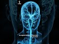 Your Heart Has a Brain… And It Talks Back