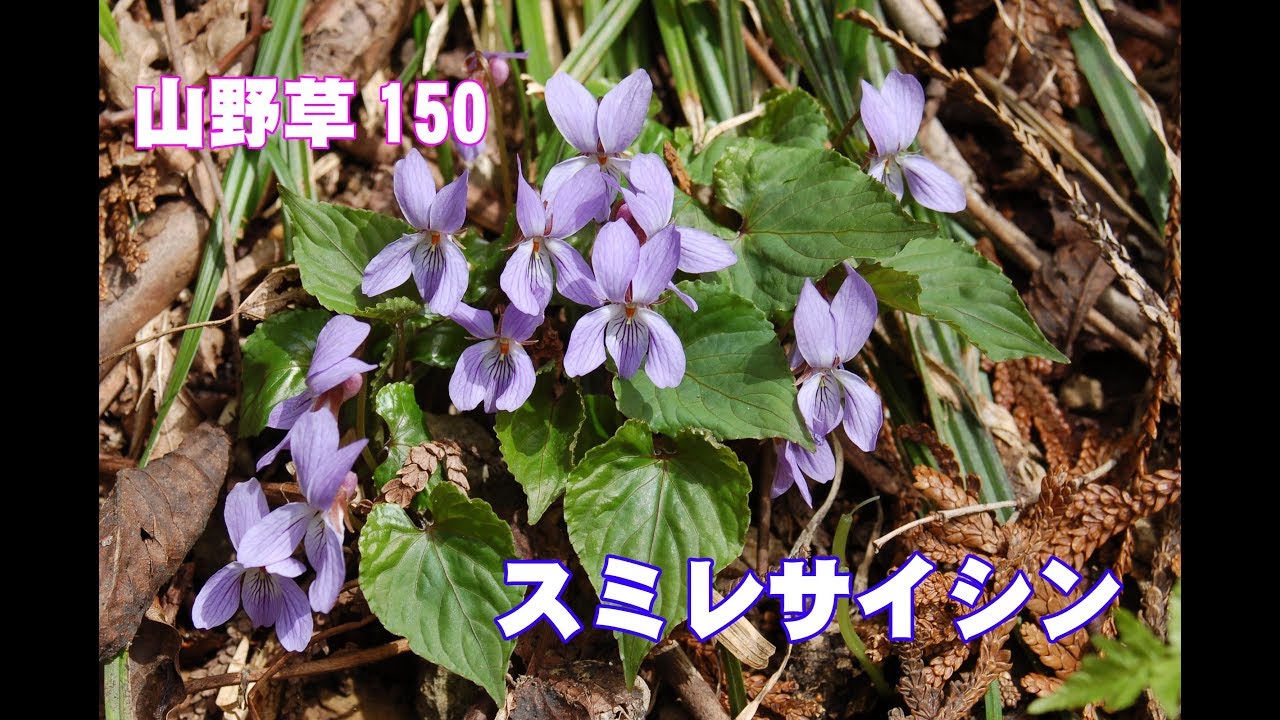 スミレサイシン(菫細辛)－山野草150 - YouTube