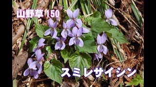 スミレサイシン(菫細辛)－山野草150