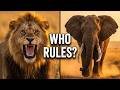 Unstoppable Giants: How Elephants Dominate the Lion's Territory | Wildlife Documentary