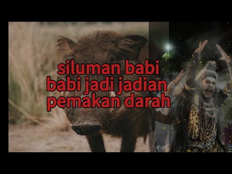 wanita jelmaan babi jadi jadian