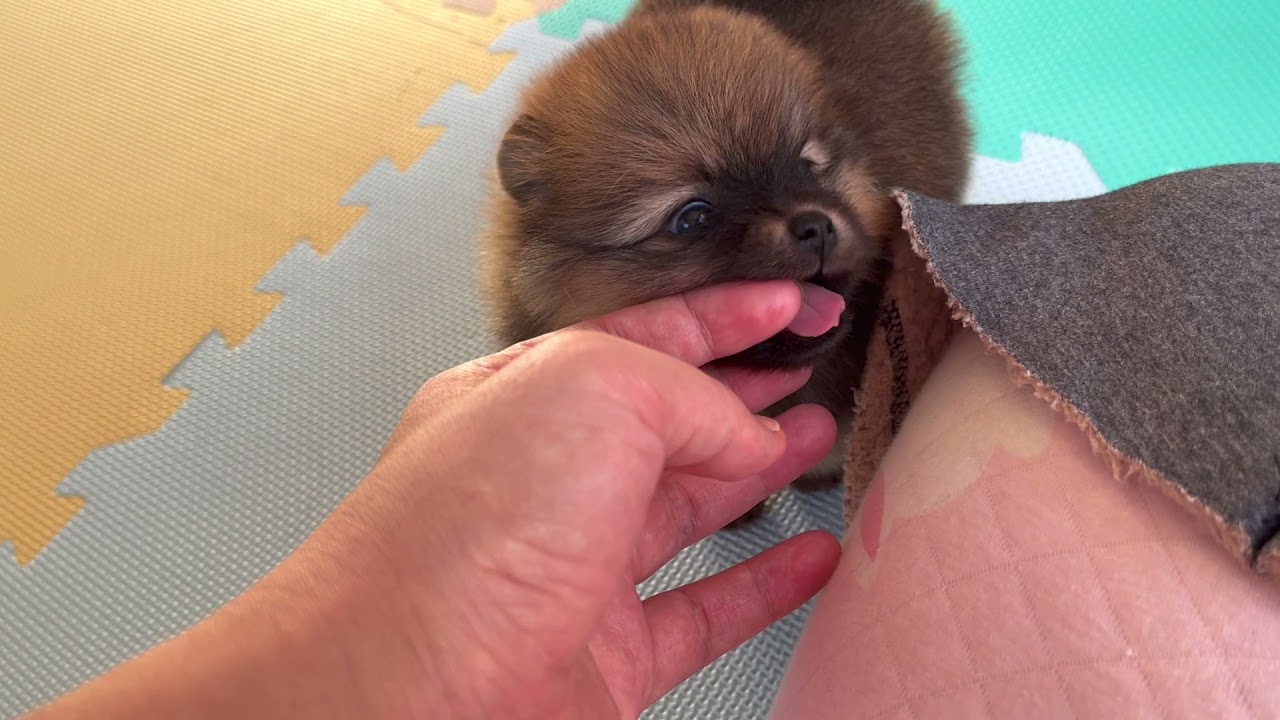 岐阜県のポメラニアン 女の子 21 11 22生まれ オレンジ 子犬id 1590 ブリーダーナビ