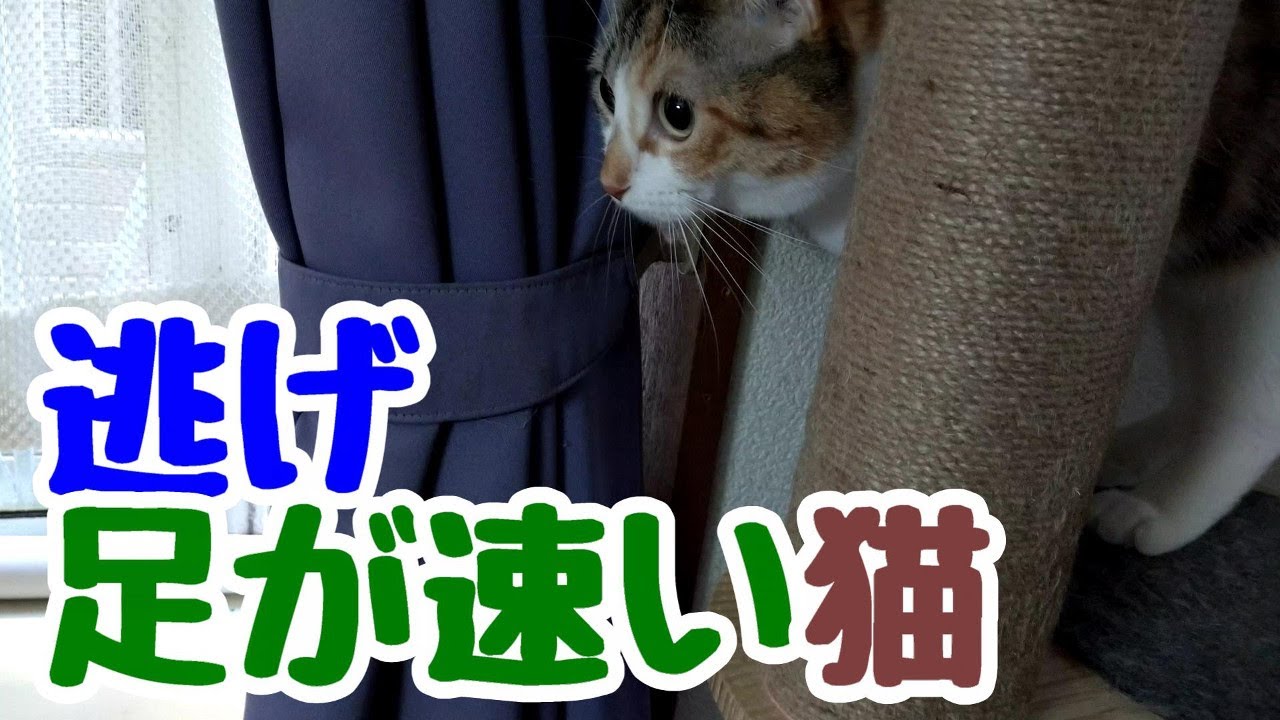 逃げ足が速い猫！A cat that runs away fast！ 459 - YouTube