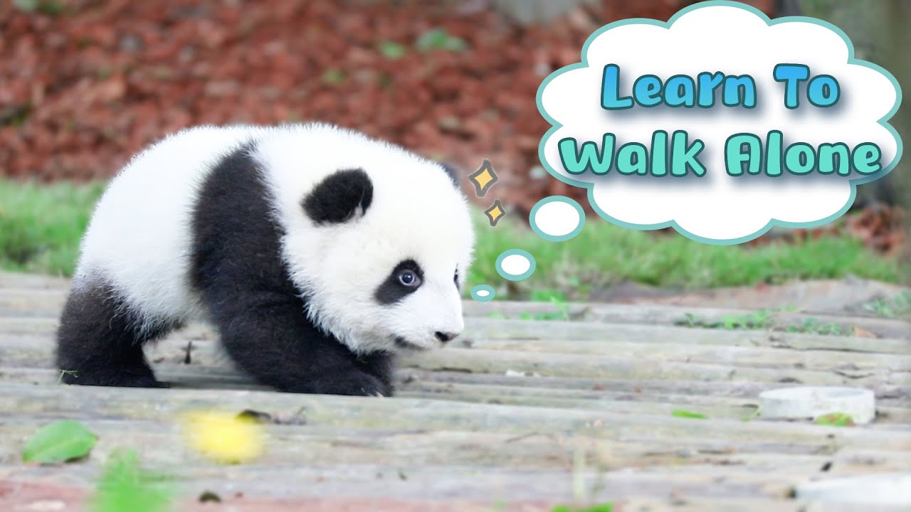 When Baby Panda Starts To Walk | iPanda