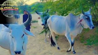 Desi cows ? best video |cows of Tharparkar desert viral video |cows life Desi cows ? video