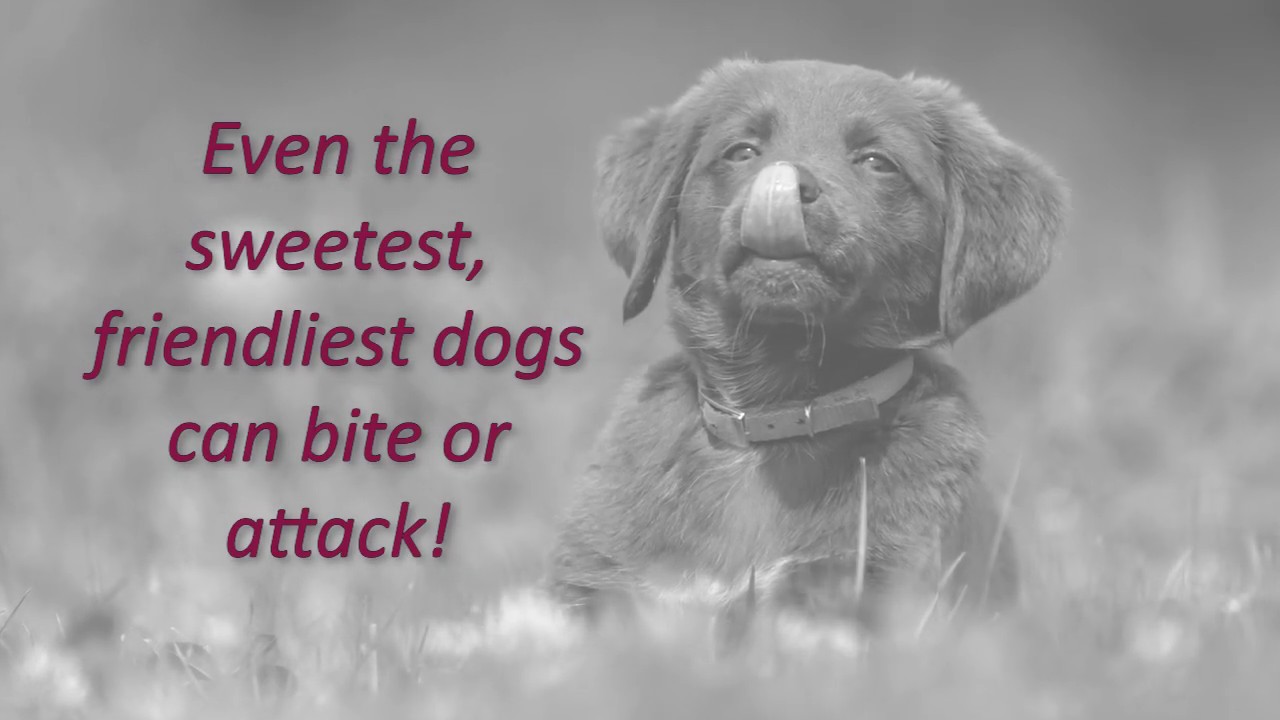 Dog Bite Attacks - Basics on Dog Bite Law