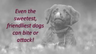 Dog Bite Attacks - Basics on Dog Bite Law