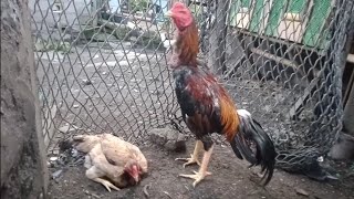 Japanese Shamo Chicken Ready For Breeding From The Mananap Tv