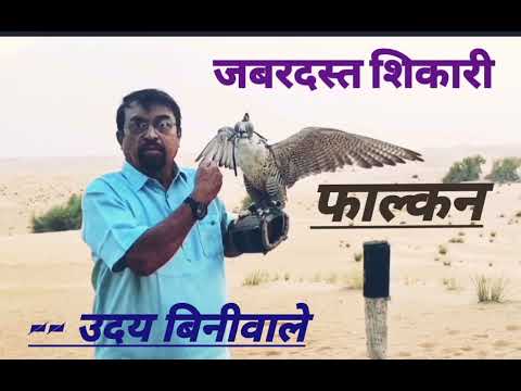 Falcon-Majestic Bird Of Pray I I Uday Biniwale II