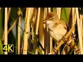 Der Drosselrohrsänger (Great Reed Warbler / Acrocephalus arundinaceus) [Lumix GH5/4K/50fps]