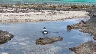 Laughing Gull Enjoys a Tidal Pool Adventure