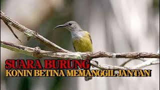 SUARA BURUNG KONIN BETINA COCOK UNTUK MEMIKAT KONIN JANTAN