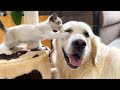 Golden Retriever wants to make friends with a Kitten