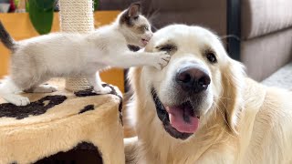 Golden Retriever wants to make friends with a Kitten