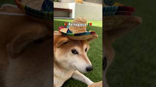 You’re so Portuguese #cutenessoverload #shibainu #memes