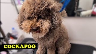 COCKAPOO GROOMING Transformation #4