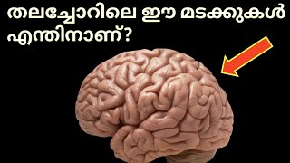 മസ്തിഷ്ക്കത്തിലെ മടക്കുകൾ|Human brain Malayalam|Human body|parts of body|science malayalam