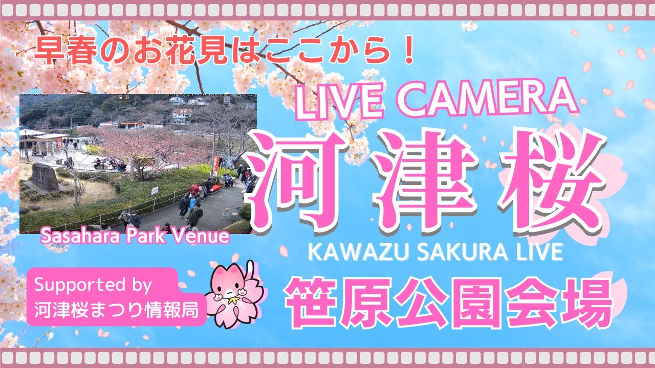 河津桜まつりライブカメラ　～笹原公園～　河津川沿い河津桜まつりメイン会場より中継