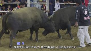 めざせ！世界遺産 奄美大島・徳之島(４Ｋ 徳之島編)