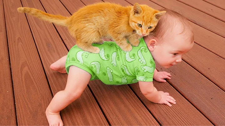 Video 11319651: cat baby playing, funny pets