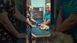 Penn Foster externship 2 Skill 17 CPR resubmission 
