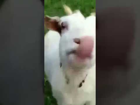 تيس شاف السكين و من شدة الخوف صار يتكلم عربي ههههه