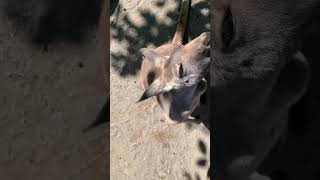 cute kangaroo# shorts