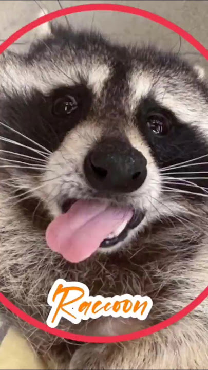 “This raccoon habit makes no sense… until you see it!” 🤯#raccoon #trashpanda #animalmemes