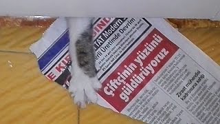 Deli̇ Kedi Gazete Okumak Için Sabırsızlanıyor