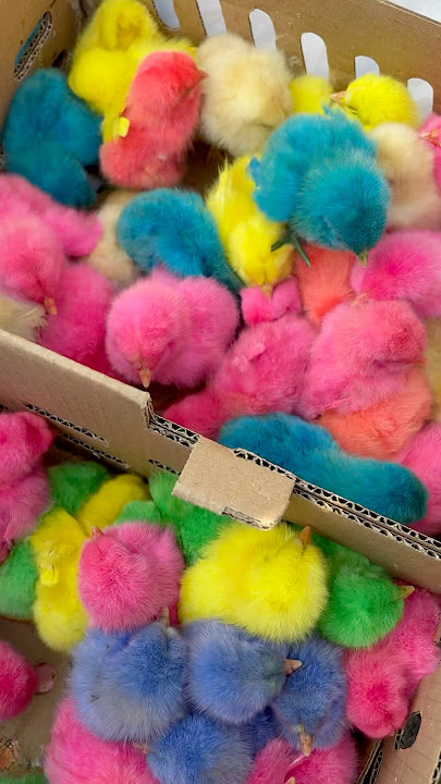 Lots of cute chickens #chicken #funny #funny #cute #fyp #viral #happy #family #entertainment #travel