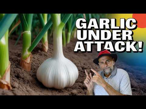 This Bug Is Destroying Garlic Everywhere!