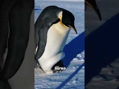 Почему пингвины не скользят на льду? 🐧❄😲#животные