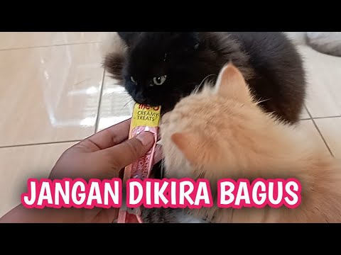 Video: Apa Penyebab Ikan Berbaring di Dasar Akuarium?