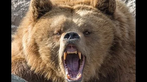 The Archery Elk Hunt Grizzly Ambush of Ronnie Leming