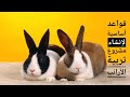 قواعد أساسية في تربية الأرانب