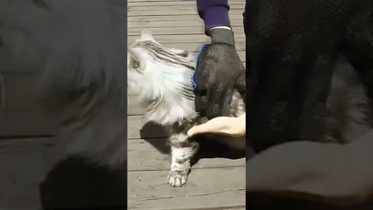 🐕 www.fantasybigstore.com  Any other products in our shop! Cats products