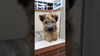 Soft Coated Wheaten Terrier Female ForeverLovePuppies