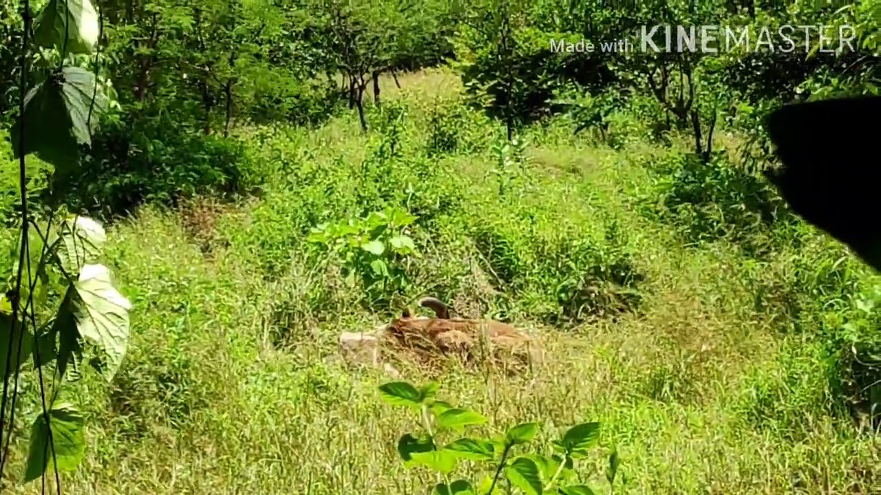 lion hunting live-gir forest🦁🦁🦁 lion hunting live-gir forest🦁🦁🦁