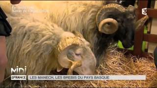 ANIMAUX : Les Manech, les brebis du Pays Basque