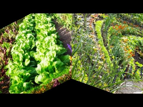 Video: Povrće: Najbolji Vrtni Susjedi
