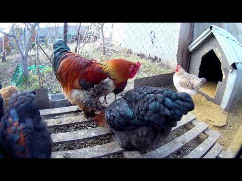 გამოხატე ცხოველების მიმართ მადლიერება..მადლიერება თავად დედამიწასაც არ აწყენდა.