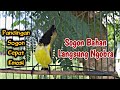 DALAM 1 MENIT !!! SOGON MANAPUN BAKALAN NYAUT DAN IKUT GACOR